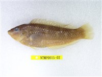 藏品(大眼海豬魚)的圖片